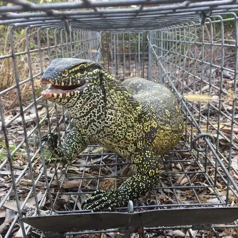 thumbnail for publication: Everglades Invasive Reptile and Amphibian Monitoring Program
